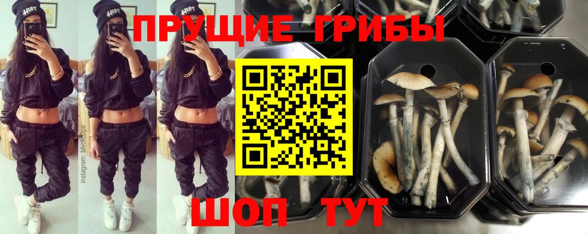 Псилоцибиновые грибы мицелий  даркнет сайт  Пыть-Ях  Вход с VPN  Галлюциногенные грибы Magic Shrooms 